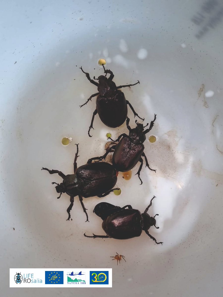LIFENatROsalia's tweet photo. #Monitoring activities in #Lepsa #Vrancea #Romania
#Osmoderma_eremita #Hermit_beetle
#SaproxylicInsects #biodiversity #conservation #deadwood_habitats #veteranization #veteran_trees #wood_piles #wood_mold_boxes #PutnaVranceaNaturalPark #LifeROsalia #LIFENature https://t.co/r2ekqry91Q