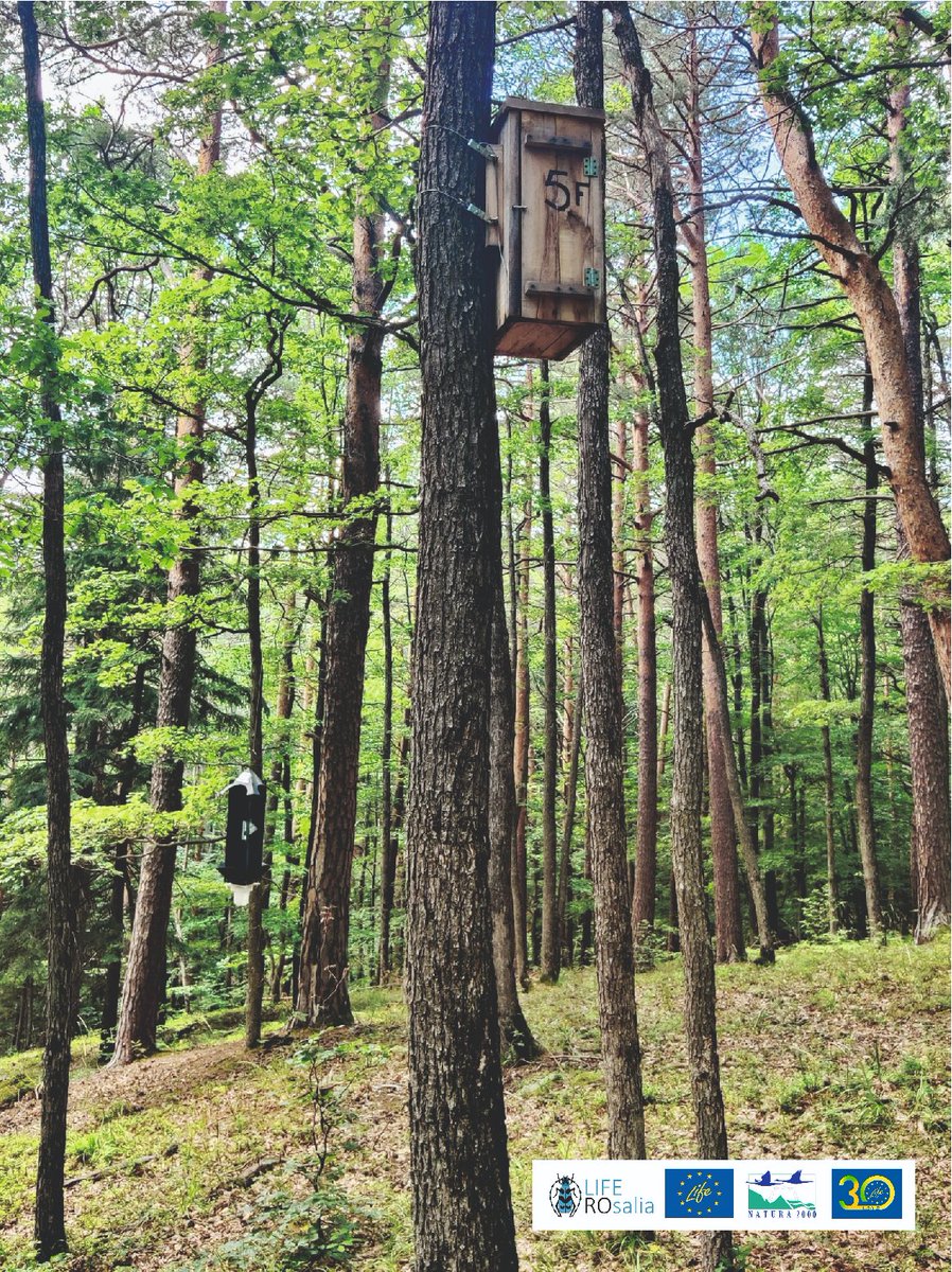 LIFENatROsalia's tweet photo. #Monitoring activities in #Lepsa #Vrancea #Romania
#Osmoderma_eremita #Hermit_beetle
#SaproxylicInsects #biodiversity #conservation #deadwood_habitats #veteranization #veteran_trees #wood_piles #wood_mold_boxes #PutnaVranceaNaturalPark #LifeROsalia #LIFENature https://t.co/r2ekqry91Q