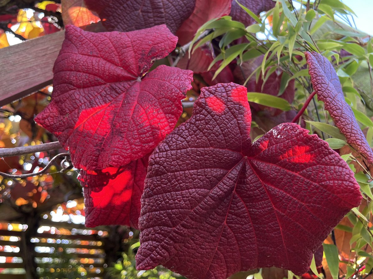 ashnurs's tweet photo. Is it too early for autumn colours? 
Our vine Vitis coignetiae is changing very early this year! 

#changingcolours #autumncolour #autumnleaves #vine #vitis #garden #plants #horticulture #nature https://t.co/scB4mI0Xje