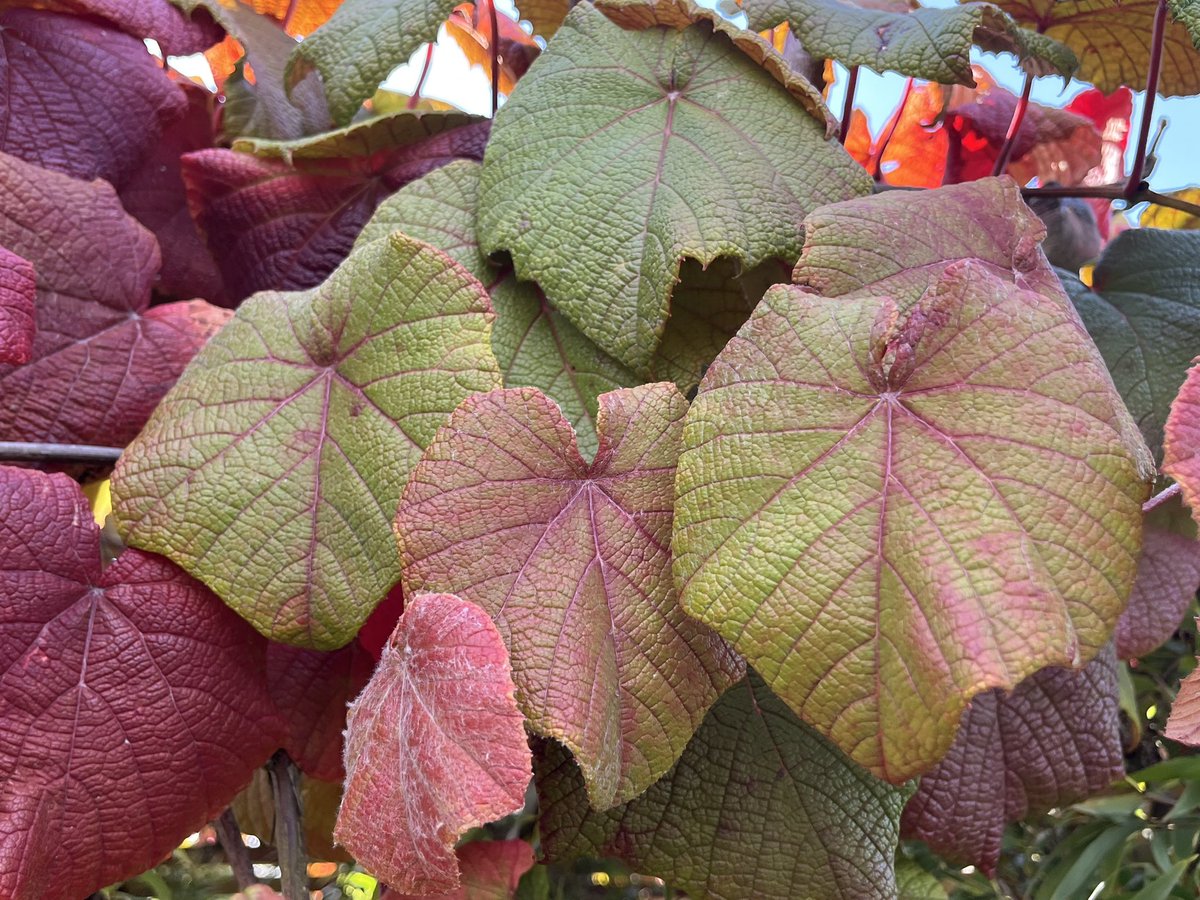 ashnurs's tweet photo. Is it too early for autumn colours? 
Our vine Vitis coignetiae is changing very early this year! 

#changingcolours #autumncolour #autumnleaves #vine #vitis #garden #plants #horticulture #nature https://t.co/scB4mI0Xje