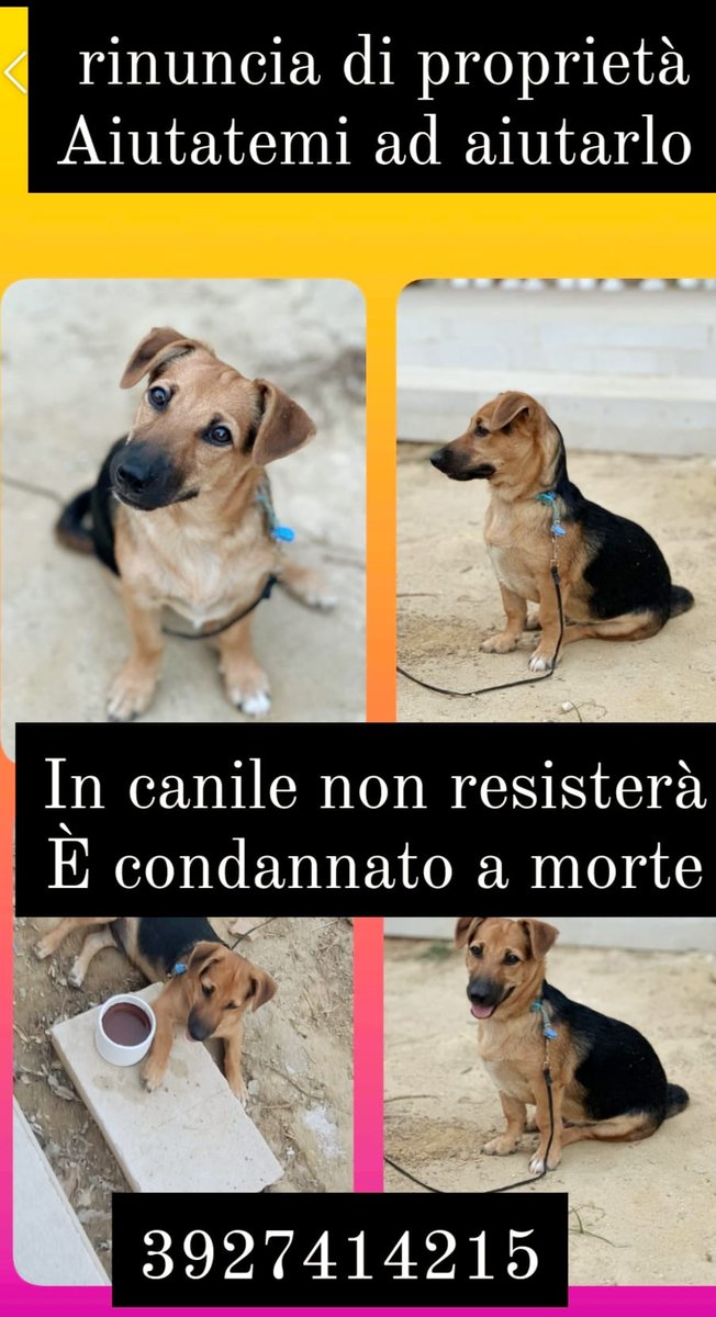 ...aprite la foto per il numero e il cuore poi...per un'adozione consapevole di questo nanetto splendido. Abbandonato ad agosto. Grazie amici facciamo girare