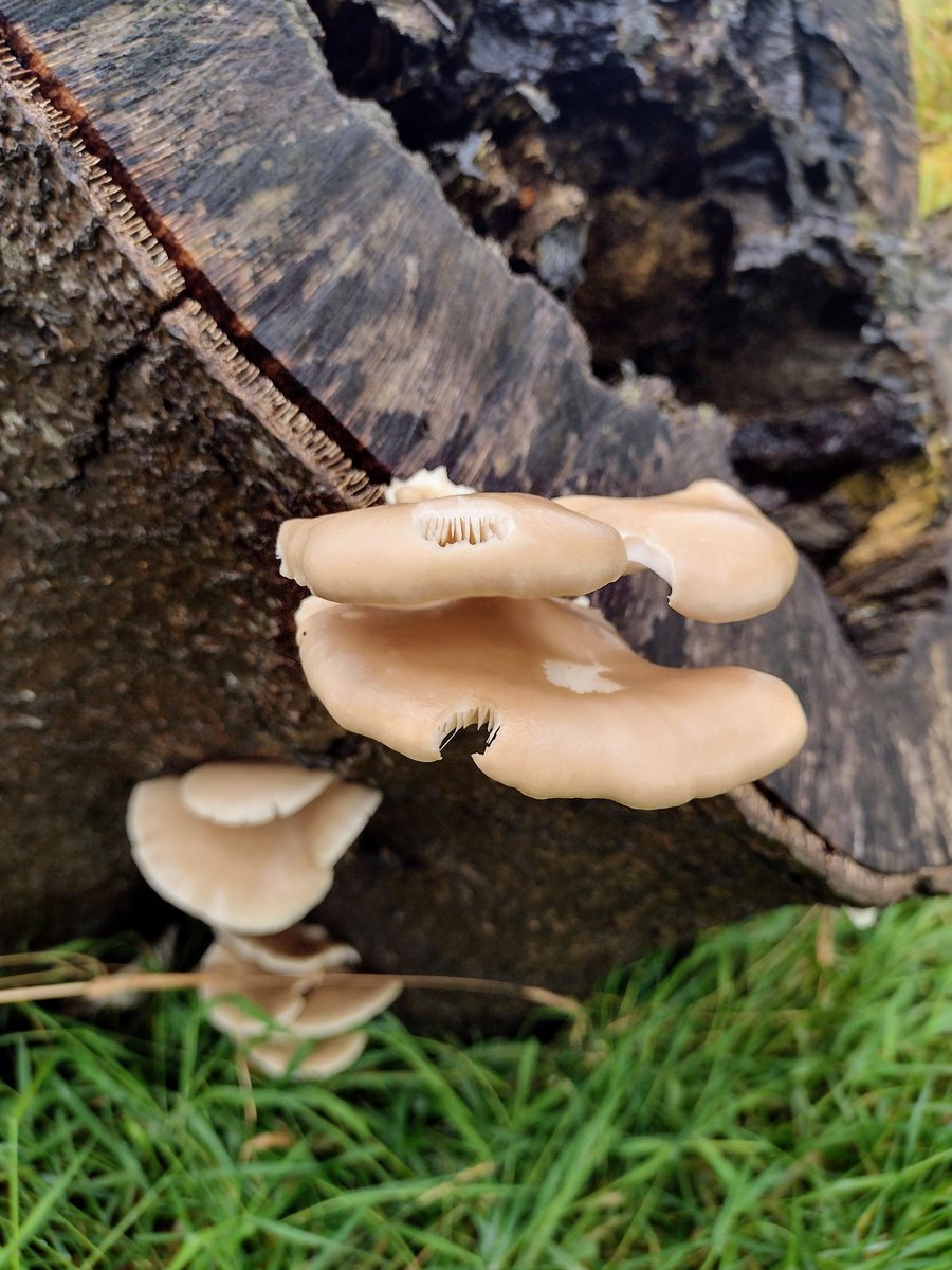 Destined for a wild mushroom pizza 🍕😋