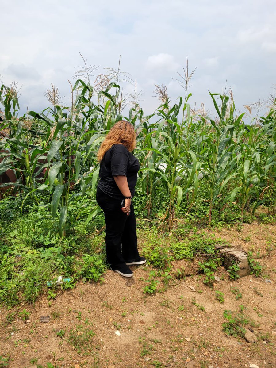 Do you know Climate Smart Agriculture practices include: 
1. Regenerative Agric 
2. Precision Agric/farming and
3. Carbon Farming? 
Which of the☝️do you practice? 

Thanks <a href="/the_afchub/">African Food Changemakers</a> for the opportunity. 

I’m BRACED UP to run a climate smart agribusiness and so should you 👍.