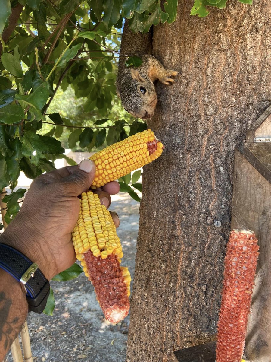 squirrel_zigzag's tweet photo. https://t.co/5UjCrJ2iS6