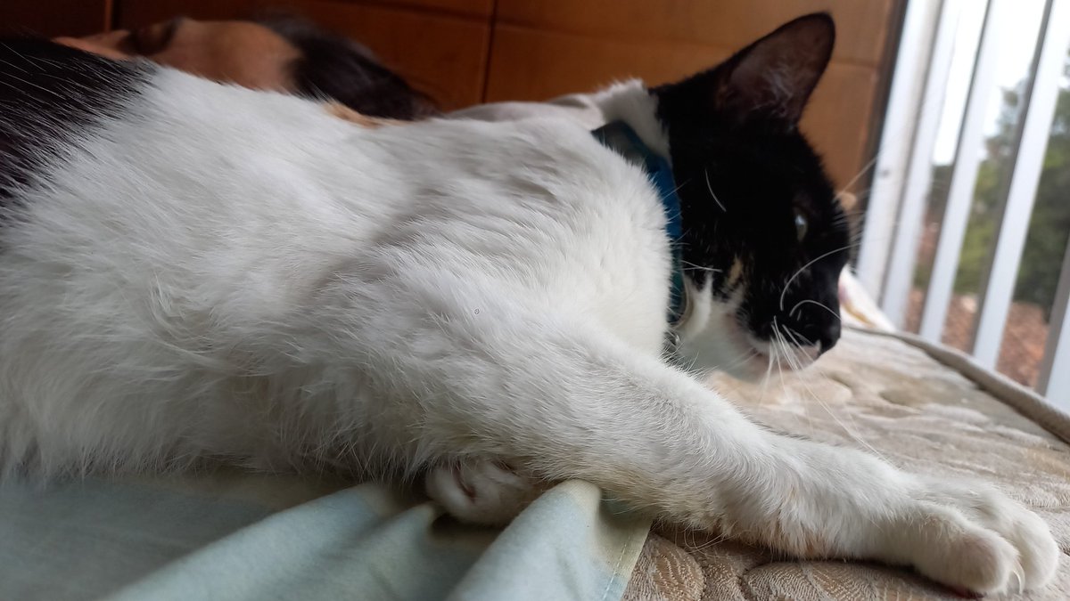 neabolchevique's tweet photo. Venus ya llegó a Cali y mi felicidad no puede ser más grande. https://t.co/qsrY52RbVZ