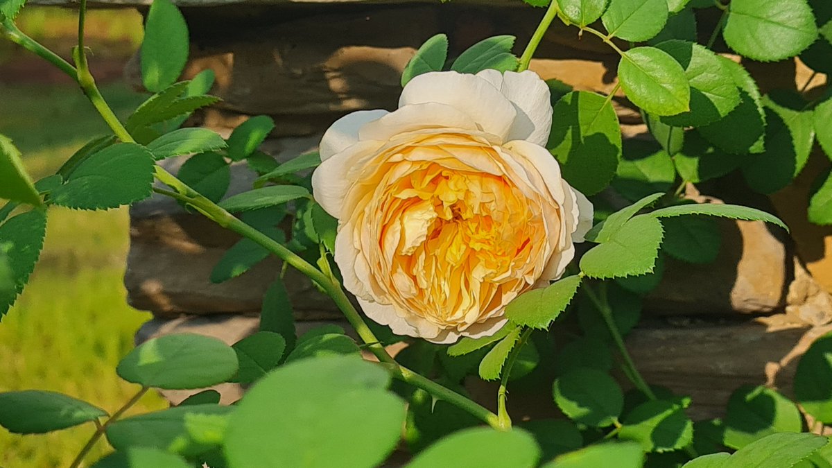 adalu's tweet photo. Primera rosa #CharlesDarwin #DavidAustinRoses #HueleDelicioso #SmellsDelicious #FirstRoseEver https://t.co/iERZ9Hqntw
