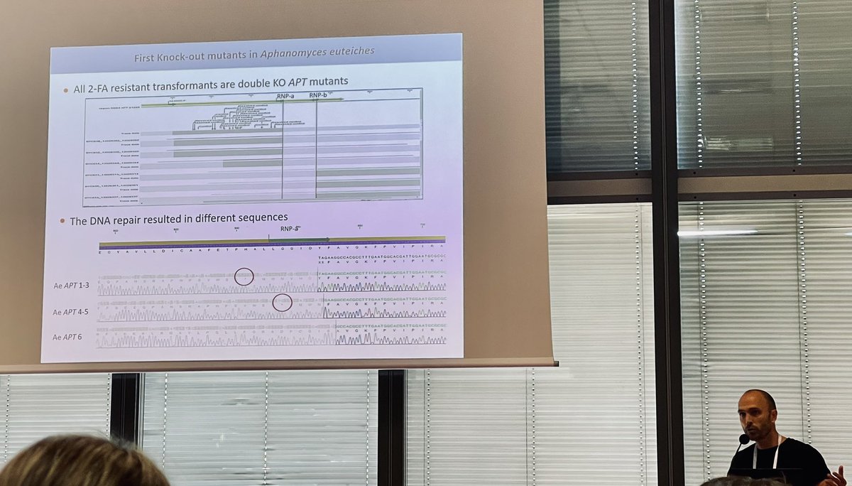 Sophien Kamoun (@kamounlab) on Twitter photo Laurent <a href="/CambordeLaurent/">LaurentCamborde</a> reporting first CRIPR Cas9 mutants of the oomycete Aphanomyces euteiches #OMGN2023 🙌 🎉 Laurent <a href="/CambordeLaurent/">LaurentCamborde</a> reporting first CRIPR Cas9 mutants of the oomycete Aphanomyces euteiches #OMGN2023 🙌 🎉