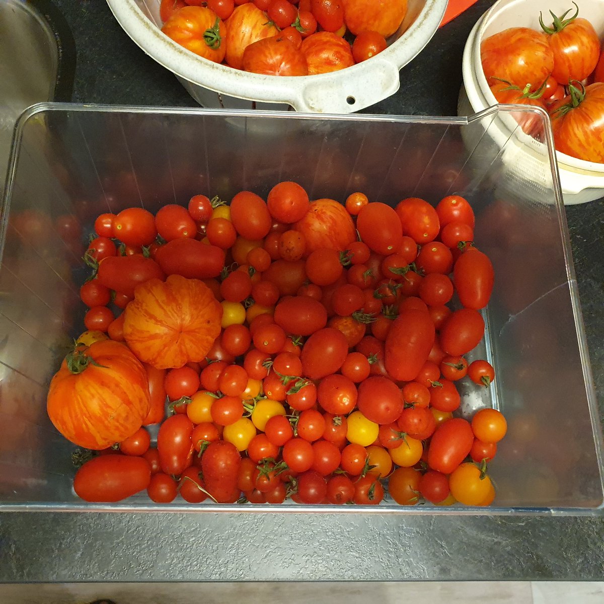 Renze60's tweet photo. Van oeps naar soep. Ik heb een paar kilo tomaten geplukt in ons moekes moestuin. De prijs in de supermarkt voor een paar trosjes zijn nu rond 1.50 euro per pond. Nie wies. Heb lekker gratis gewinkeld. Gratis soep koken zo. https://t.co/3LiGP9rFUF