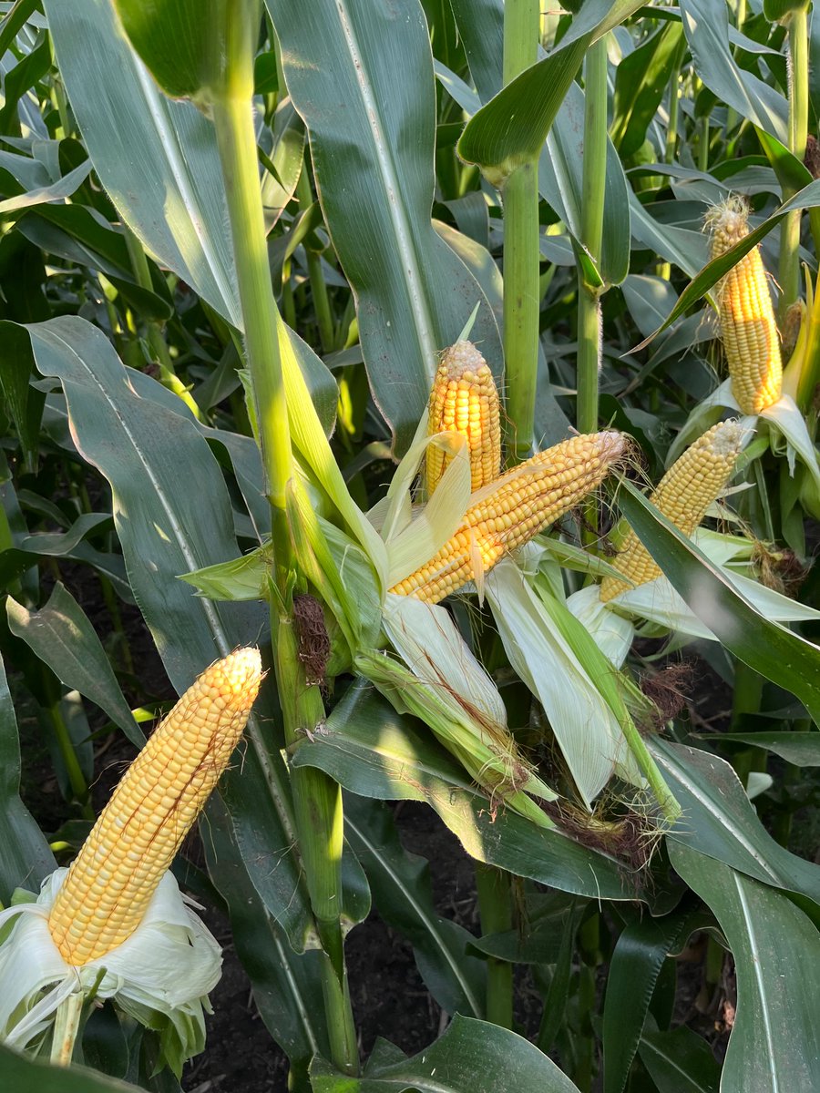 kulmweatherman's tweet photo. There might be some #corn in ND https://t.co/jOxnV06rGd