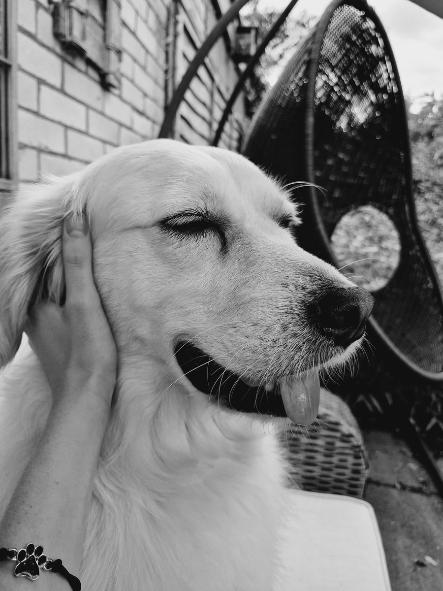 MillieDog12's tweet photo. You have only been stroking me for 30 minutes, it is not time to stop ... https://t.co/r4yWazz7CC