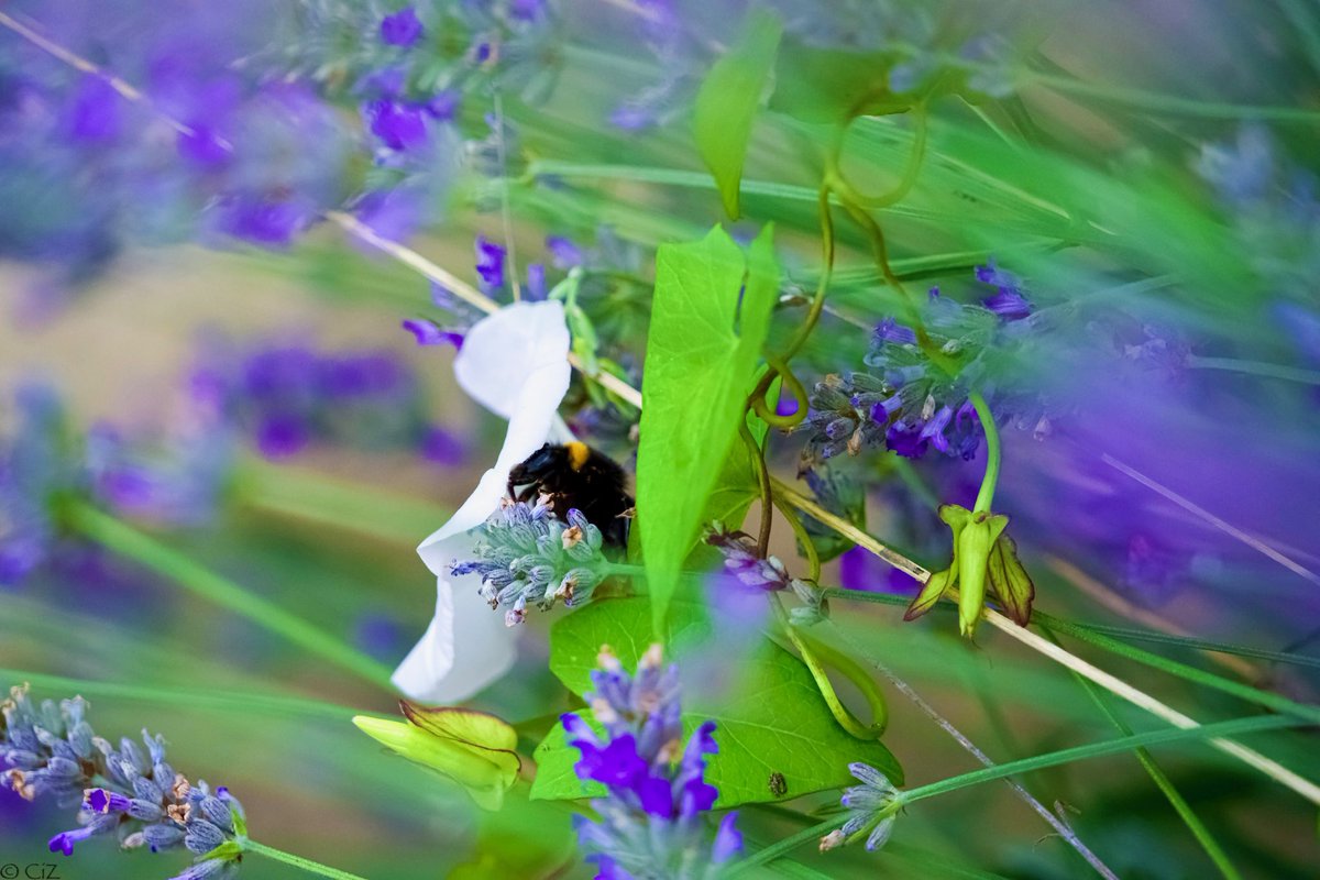 🤫….. 💤🐝💤 
#Bee #BusyBee 
#Insects #Pollinators #Nature #Wildlife 
#TwitterNatureCommunity
#ThePhotoHour
#MacroHour
#XNatureCommunity (? 🤔)
#Flowers #Wildflowers #Lavender