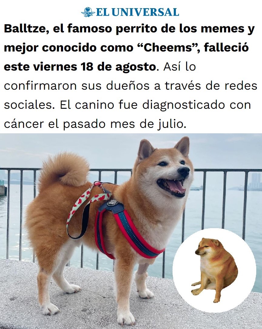 porktendencia's tweet photo. "Cheems":
Por el fallecimiento de Balltze https://t.co/DFTI2DsTat