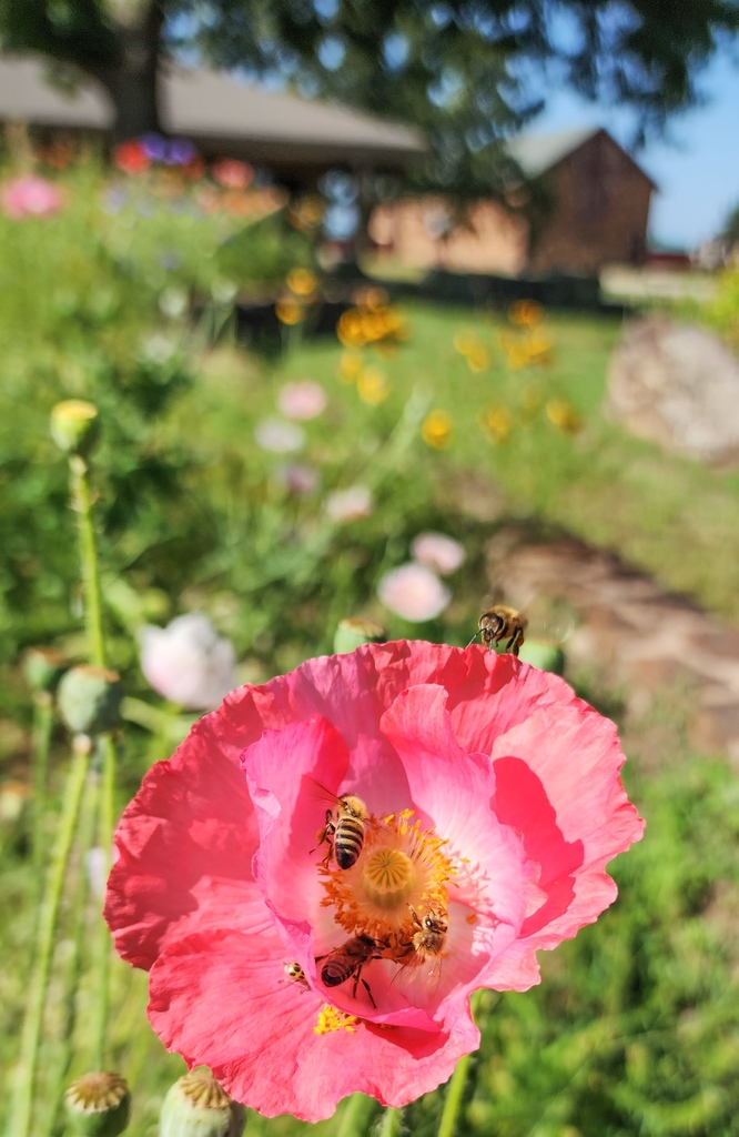 Happy Saturday and happy #WorldHoneyBeeDay! We love these honey-making pollinators! 
#openat10 #honeybees #pollinatorgardens #flowers