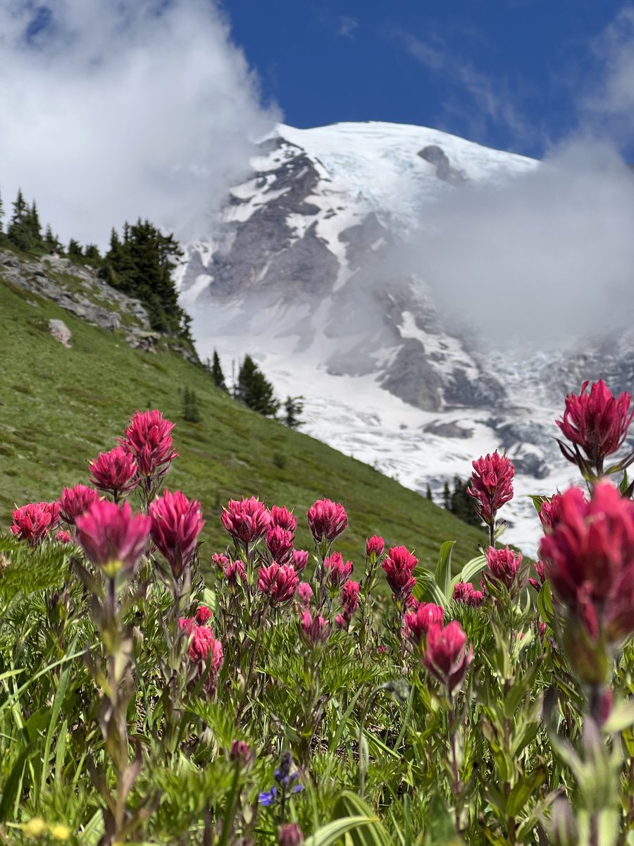 In summer, <a href="/MountRainierNPS/">MountRainierNPS</a>’ meadows are filled with colorful displays of wildflowers, which bloom profusely during the short growing season. 

Help us preserve and protect these precious subalpine meadows by staying on the trail during your visit. 

Photo by A. Wotton / NPS