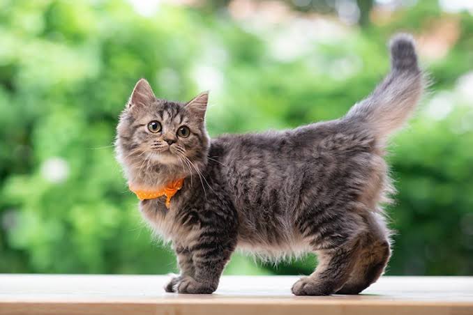 Yapılan DNA analizlerine göre kedilerin ana vatanının Türkiye olduğu kanıtlandı.