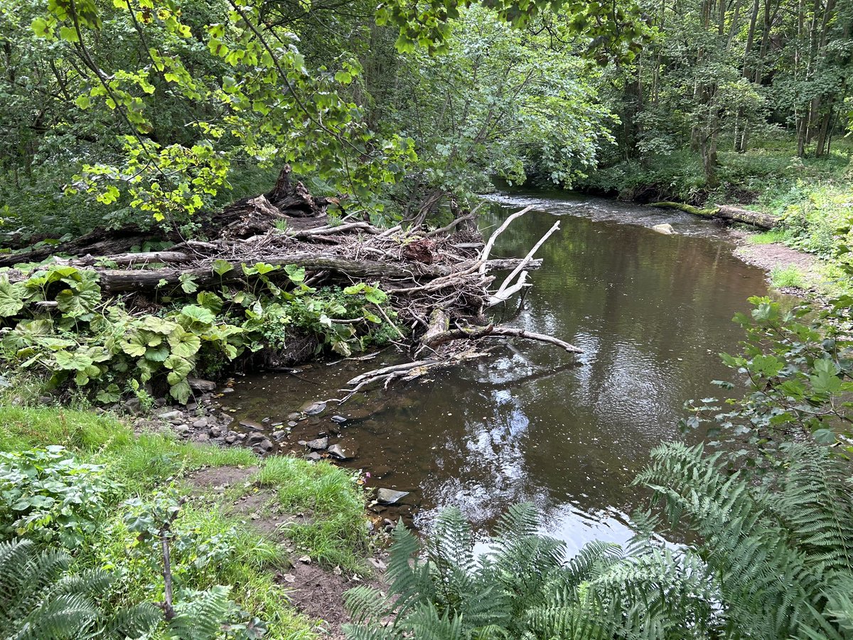XJRT1964's tweet photo. Had a lovely walk this morning in the woods at Roslyn Chapel (Da Vinci Code) &amp; had a ‘skinny dip’ in the water too #quiettime #noonearound 😇 https://t.co/8odL5GWF0S