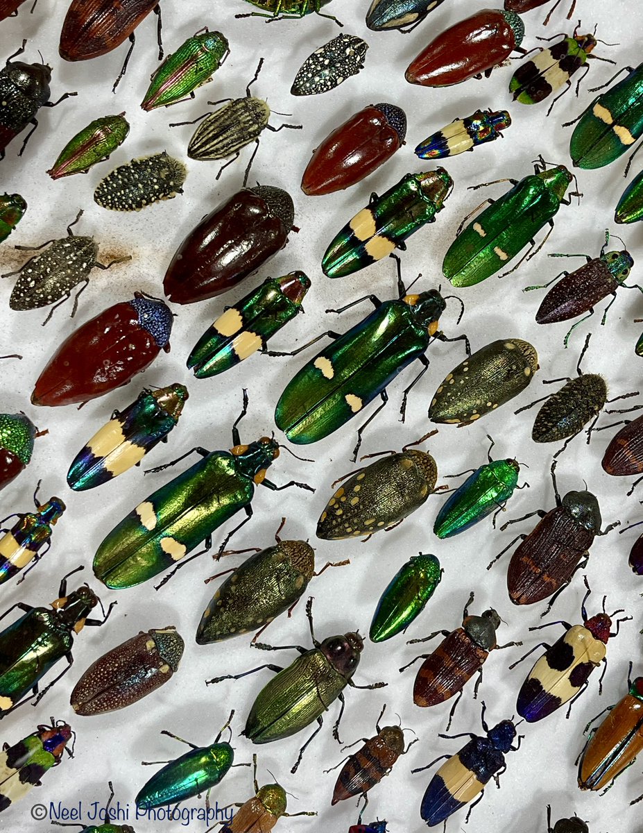 Beetles are remarkable for being not only the most diverse group of insects but also the largest family of insects. They make up around a quarter of all documented animal species on Earth!
