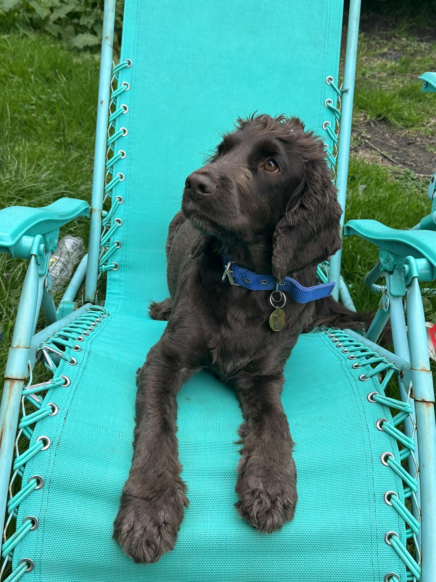 ORidgr's tweet image. Service dogs day off 😂