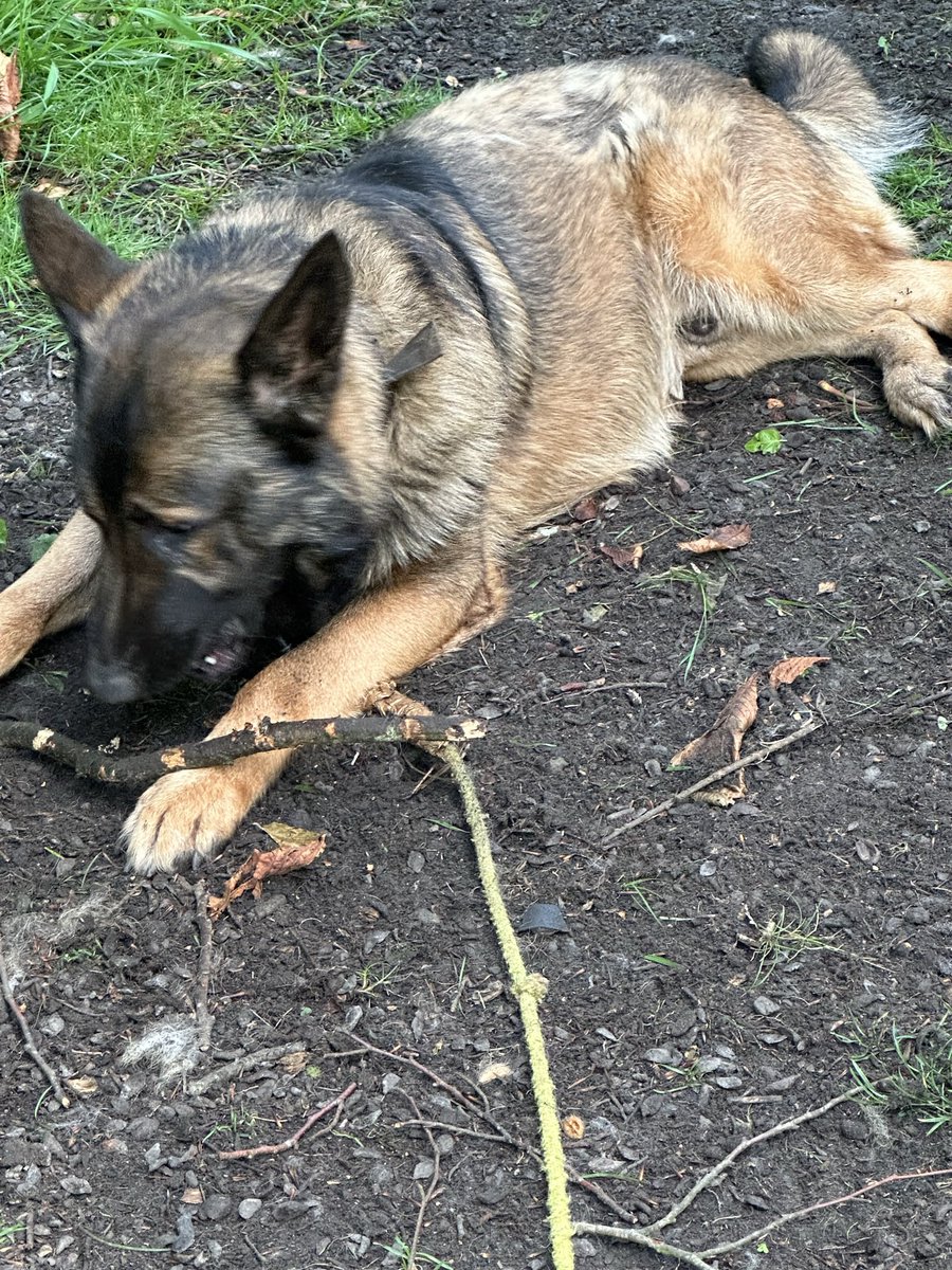 ORidgr's tweet image. Service dogs day off 😂