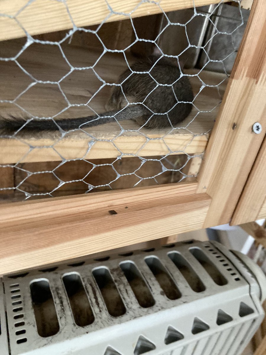 OlaHolstVea's tweet photo. Tilly is happy to be back home with her heater!
#deguLife #pegus https://t.co/1uLqoUdl8e