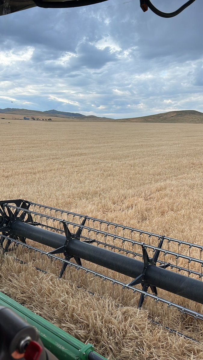 lucaspratling's tweet image. Apparently we are trying to beat the approaching #HuracanHilary cheers to everyone harvesting good luck ! #nobarleynobeer #coors #beer