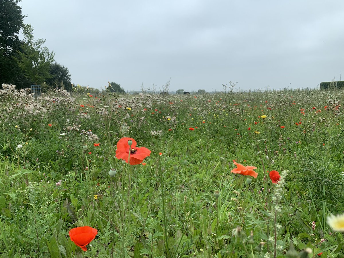 Royal High School History tweet media