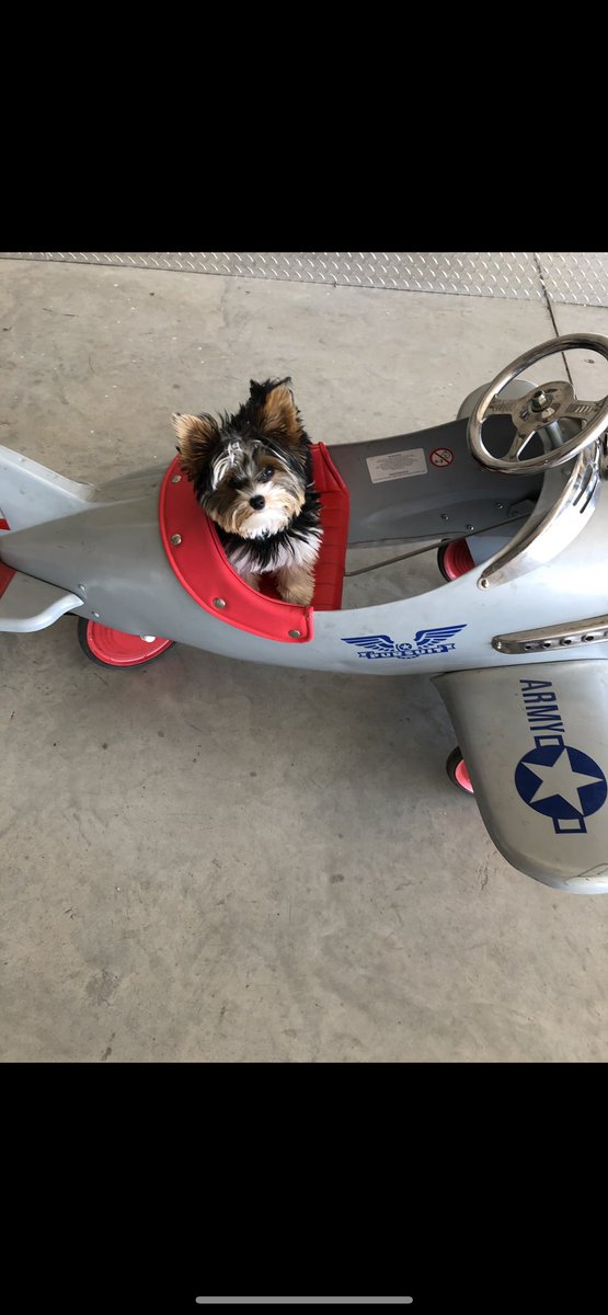 Gio. Happy National Aviation Day 🫶🏼💙🐾✈️🇨🇦#dogsoftwitter #NationalAviationDay