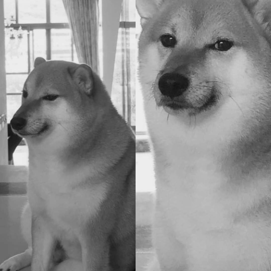Ei_Nerd's tweet photo. O dia já começa triste...

O famoso cãozinho Cheems faleceu 💔 https://t.co/UH34CJfuor