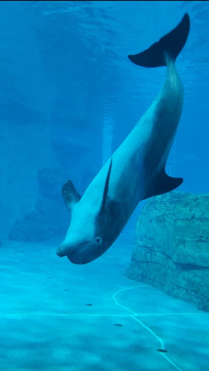 chaoscxt's tweet photo. @CMAquarium From last night! We love Nick! https://t.co/xSkm1W6X47