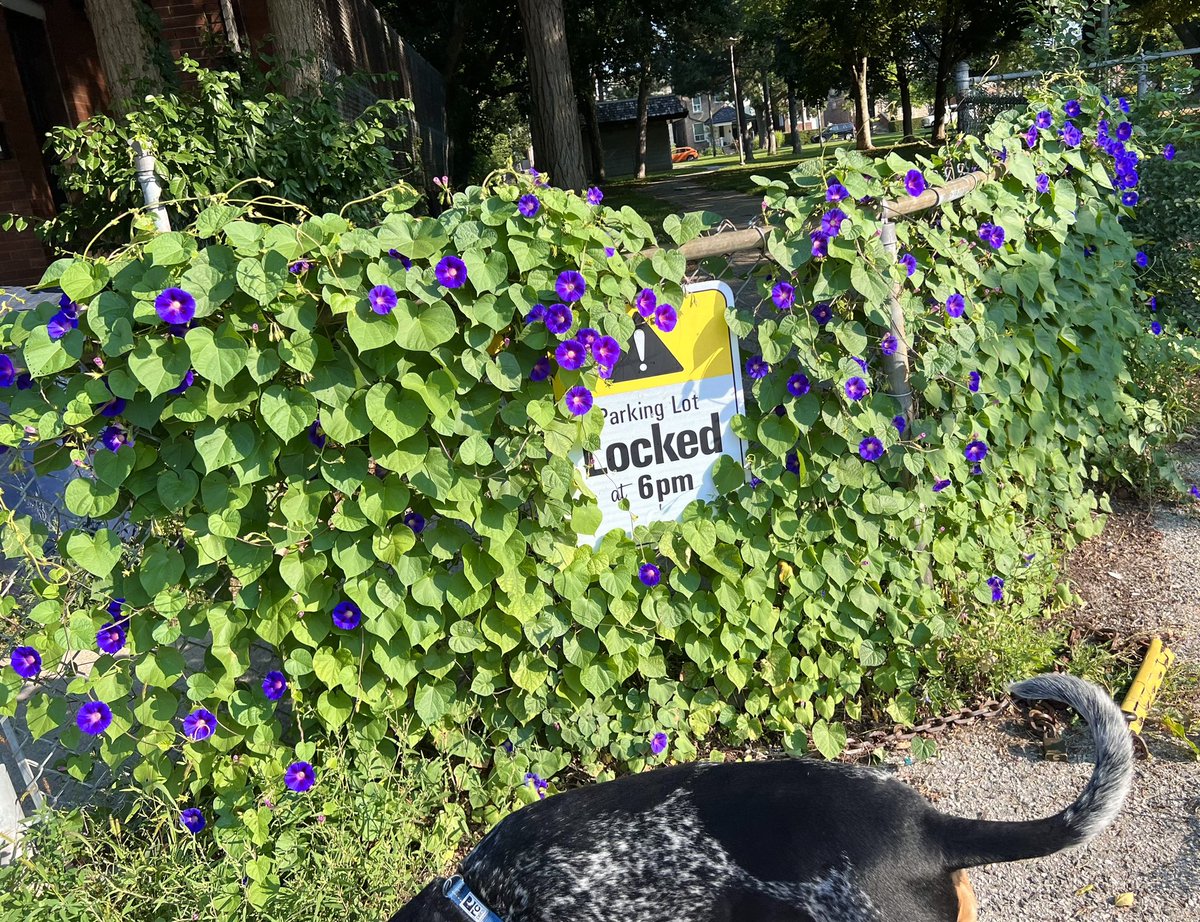 Brain_Chain's tweet photo. One of my other landmarks of this time of year is the morning glory fences of the @TDSB_PerthAve. They really are lovely this month. #jtriangle https://t.co/pdLKxlDLqn