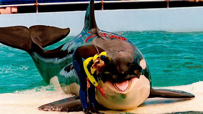 XposeTrophyHunt's tweet photo. Orca Lolita dies after 52 years in captivity at Miami Seaquarium. She spent decades performing for crowds at Miami. 😢😡
https://t.co/hH522zvdWh https://t.co/mv3nbsf8tj