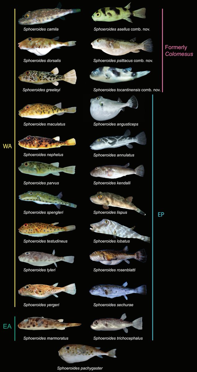 #NewSpeciesAlert - #𝑆𝑝ℎ𝑜𝑒𝑟𝑜𝑖𝑑𝑒𝑠 𝑐𝑎𝑚𝑖𝑙𝑎, a new species of #pufferfish, a #CrypticSpecies from Brazilian waters, formally known as 𝑆. 𝑠𝑝𝑒𝑛𝑔𝑙𝑒𝑟𝑖. #Tetraodontidae #Colomesus
🔒 bit.ly/44dhoFz