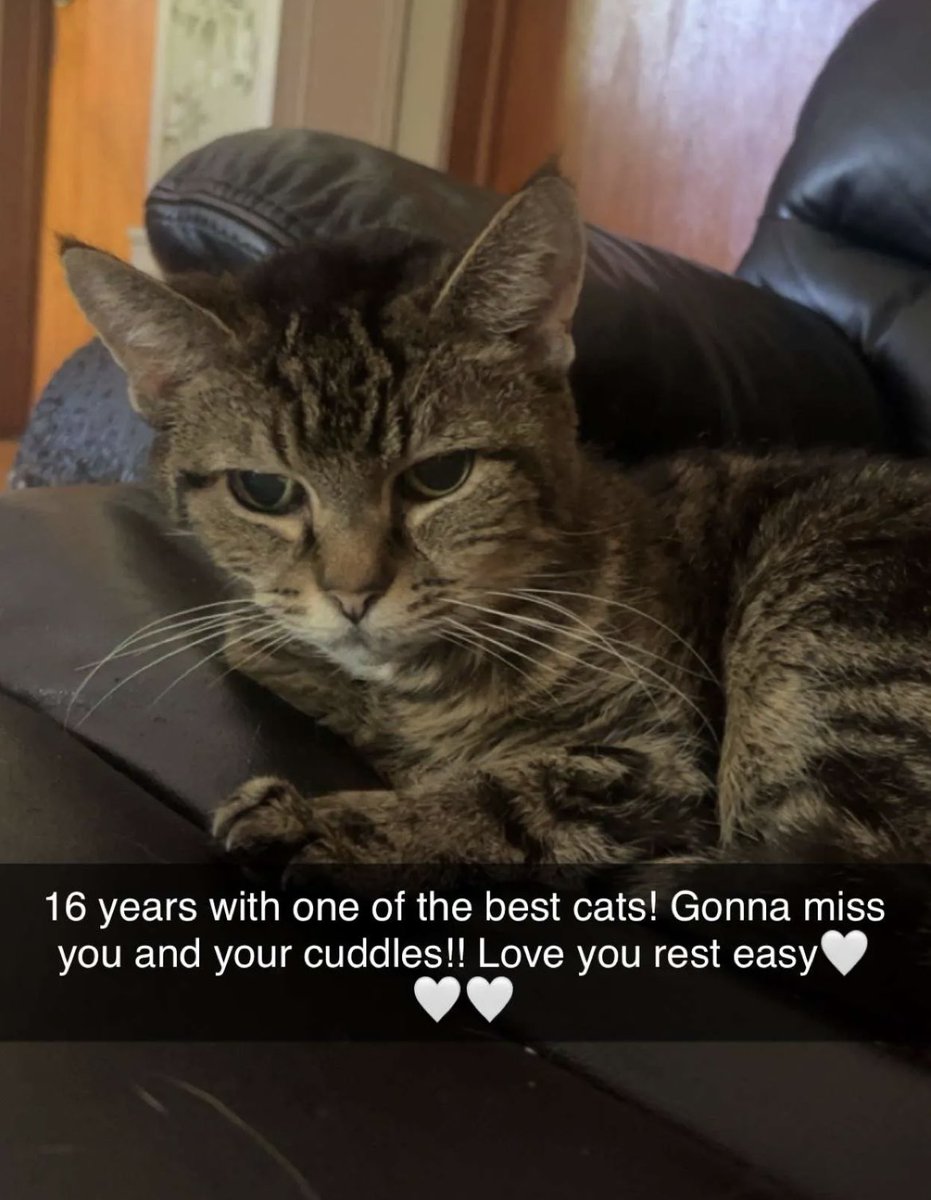 MommaEvans33's tweet photo. Had to put my baby girl down yesterday. She was 16. She’d cuddle with me every night. 
Going to miss your cuddles   Rest easy. ❤️❤️ https://t.co/Ahhs5bQYRJ