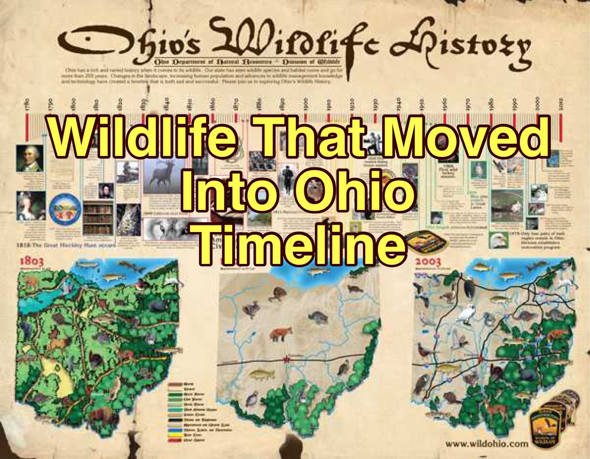 Listen to naturalist James, as he explains about some of the different kinds of wildlife that moved into Ohio, due to landscape changes.

YouTube link: youtu.be/cRxbDYAAylg

 #history #historyfacts #historylesson #ohiowildlife #ohiowildlifehabitat #ohiowildlifehistory