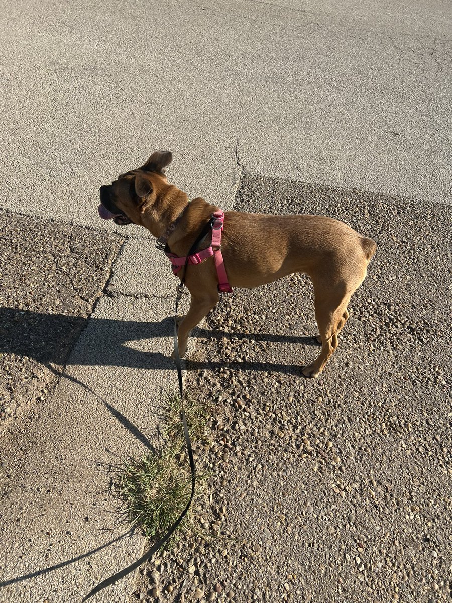 sean110423's tweet image. 7K to start the weekend after a long week back teaching. Ran 4.35 miles with Nike⁠ Run Club #nrc #marathontraining #dogrunning #hot #texasrunners