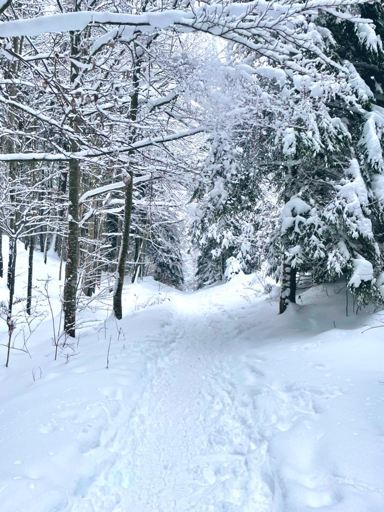 @JVMag_ch • Saint Cergue (Forêt proche des pistes de skis)