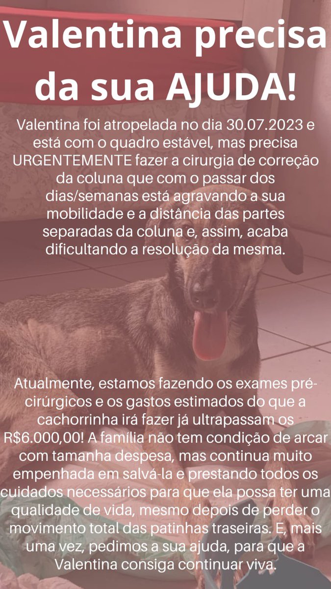 IPCosta17's tweet photo. Me ajude a arrecadar esse valor, por favor!😭😭❤️🙏🏼

#teresina #doacao #cachorros #cirurgia #valente #valentina https://t.co/H6SpjM8GoF