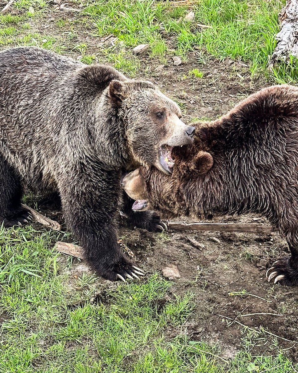 Die Natur im Westen Kanadas ist wirklich ein Traum. Für unseren neuen Film fahren wir mit dem Wohnmobil von Vancouver Island bis zum legendären Banff Nationalpark. Eines unserer coolsten Videos bisher. Unbedingt reinziehen: Morgen 9:30 Uhr ist Premiere bei ARD Reisen…