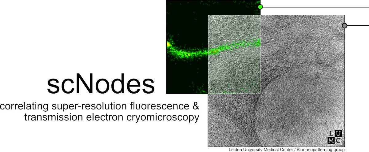 Excited to announce our new software, written by @mart_last, to optimise (cryo) super-res light microscopy data analysis and correlation with cryoEM images and tomogram volumes! scNodes, available now to read at @NatureMethods: nature.com/articles/s4159… #CryoCLEM #CryoEM