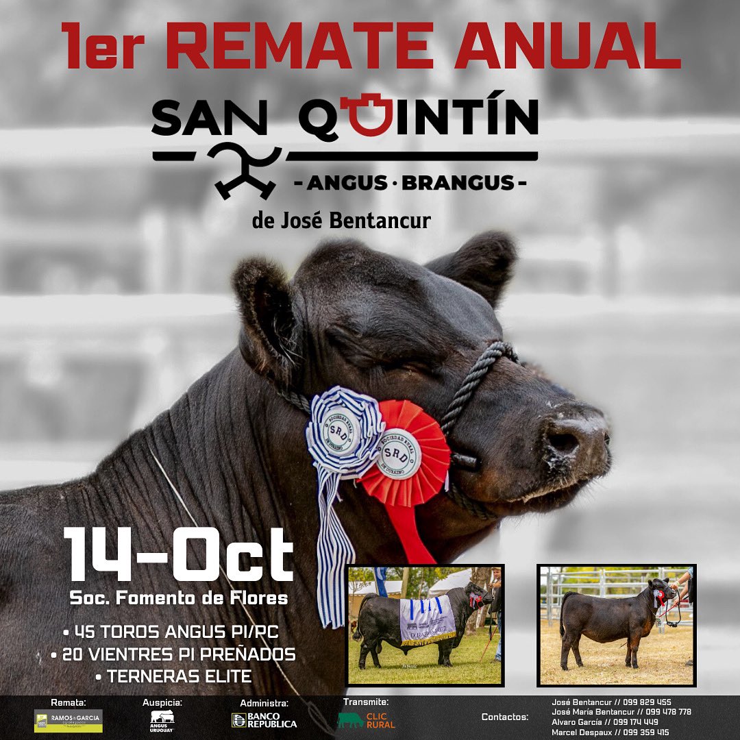 Es un gran orgullo para nosotros anunciar nuestro Primer REMATE ANUAL!

Sin dudas un evento que soñamos como familia desde hace mucho tiempo

🗓️ Sábado 14 de Octubre.
📍 Soc. Fomento de Flores
🔨 <a href="/ramosgarciaagro/">Ramos&Garcia</a> 

💥OFERTA
45 TOROS Angus
20 vientres preñados Angus
Terneras ELITE