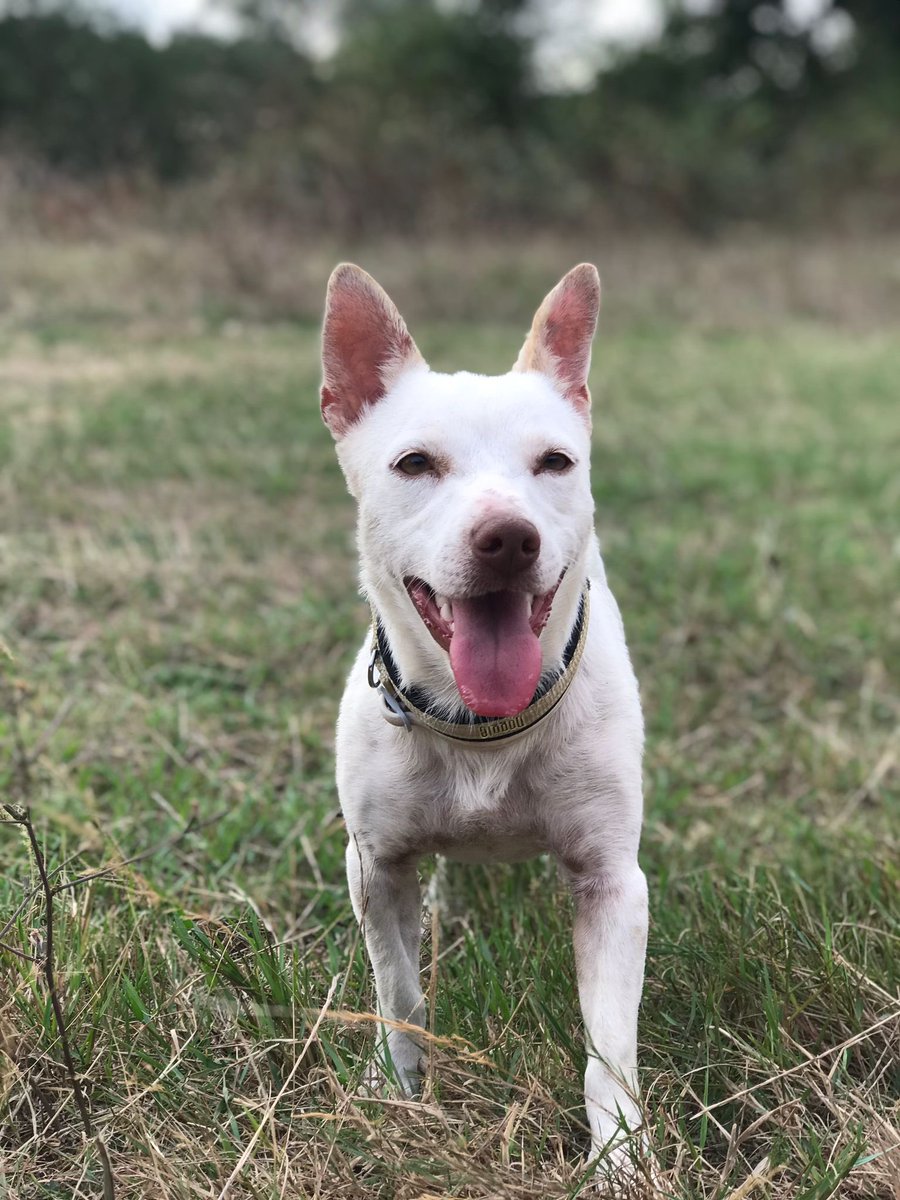 Badiko_'s tweet photo. İstanbul / Latte ile tanışın! Sokağa terk edilmiş bir şekilde bulduk, 1 yaş civarı, kısır, dişi bir Jack Russel Terrier melezi. Sadece 8 kilo ve daha fazla büyümeyecek. İnsanlarla ve diğer köpeklerle anında sosyalleşebilen, müthiş sevimli, sevgi dolu, enerjik bir köpek. Evin içinde varlığı ile yokluğu bile belli değil. Mükemmel bir ikinci köpek de olur. Şu an 2 haftalığına geçici yuvasında ve acilen yuva arıyor