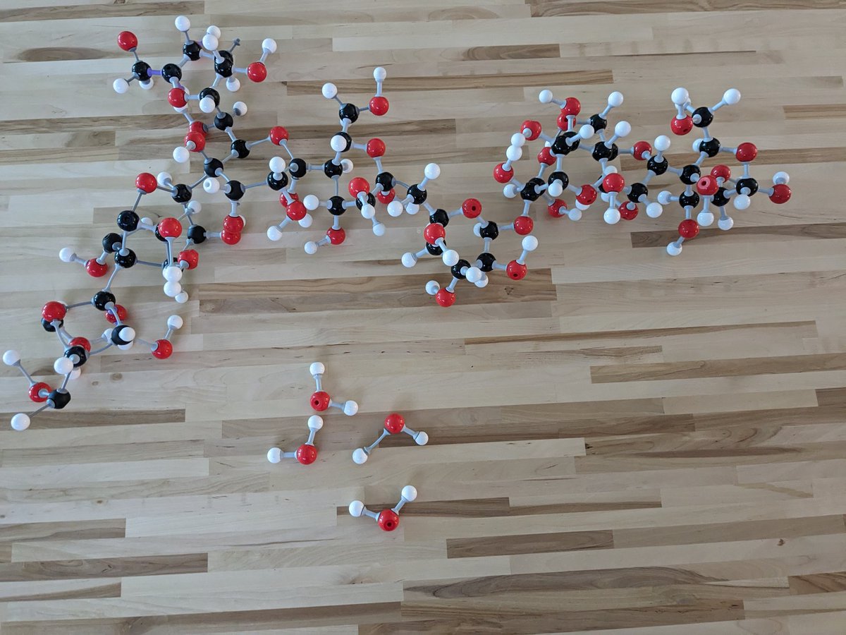 Kicking off IBDP Bio SL with our biochem unit.  Each of us built glucose and then we made maltose with a partner.  Maltoses were condensed to amylose; we hydrolysed a chunk of that to bond to a C6 for amylopectin and she is so pretty! #IBDenton 💜🤓