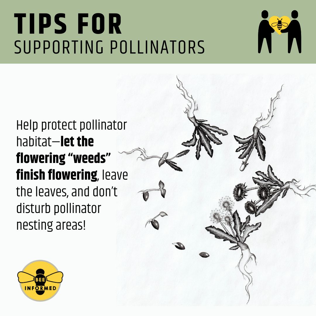 Tips to Support Pollinators: Help protect pollinator habitat—let the flowering “weeds” finish flowering, leave the leaves, and don’t disturb nesting areas!
On World Honey Bee Day, August 19th, we celebrate honey bees! You can support BIP by donating at beeinformed.org/support/