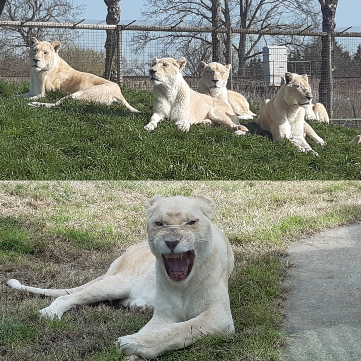 The lionesses from the <a href="/TheBigCatSanct/">The Big Cat Sanctuary</a> wishes the <a href="/Lionesses/">Lionesses</a> all the best for tomorrow's final 🏴󠁧󠁢󠁥󠁮󠁧󠁿⚽️ One lioness says you can do it 🦁🐾🫶