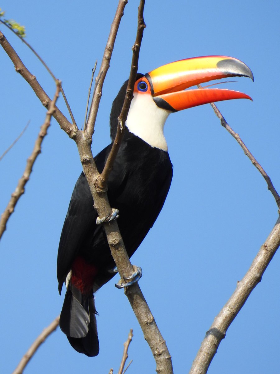 Luo_Qing's tweet photo. Back from an amazing trip to Argentina and Brazil - not primarily a birding trip but 117 lifers met along the way, including this gorgeous Toco Toucan on the Argentinian side of Iguazu Falls for #BirdsSeenIn2023
#BirdNerd #BirdNerdOnTour #BirdsOfArgentina #AvesDeArgentina https://t.co/uEpCKkbLUn