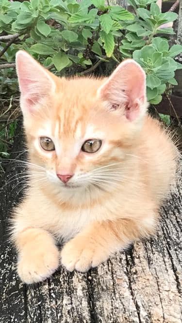 #adoptée L'excellente nouvelle du jour est l'adoption d'Abricotine par Patch sur #MarieGalante. Un grand merci à elle.