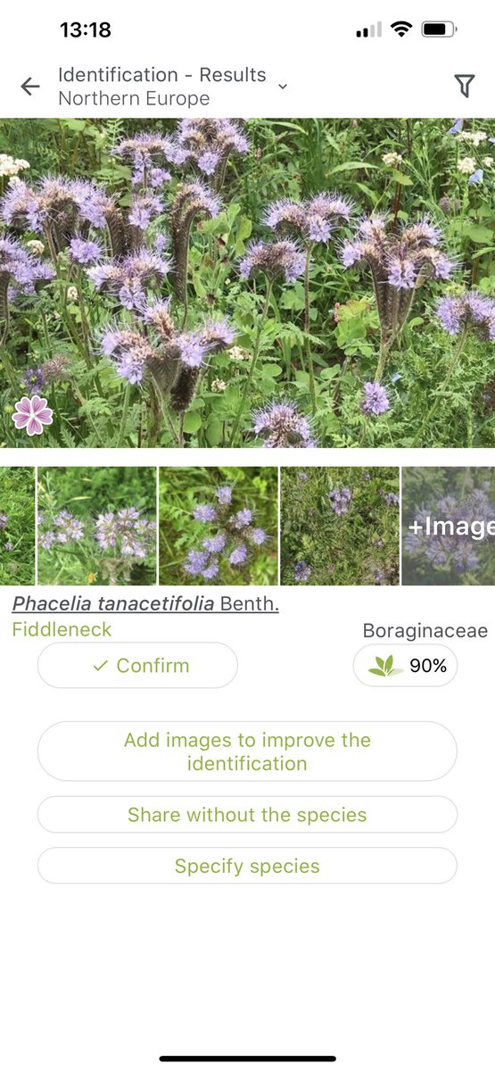 christine gow tweet media