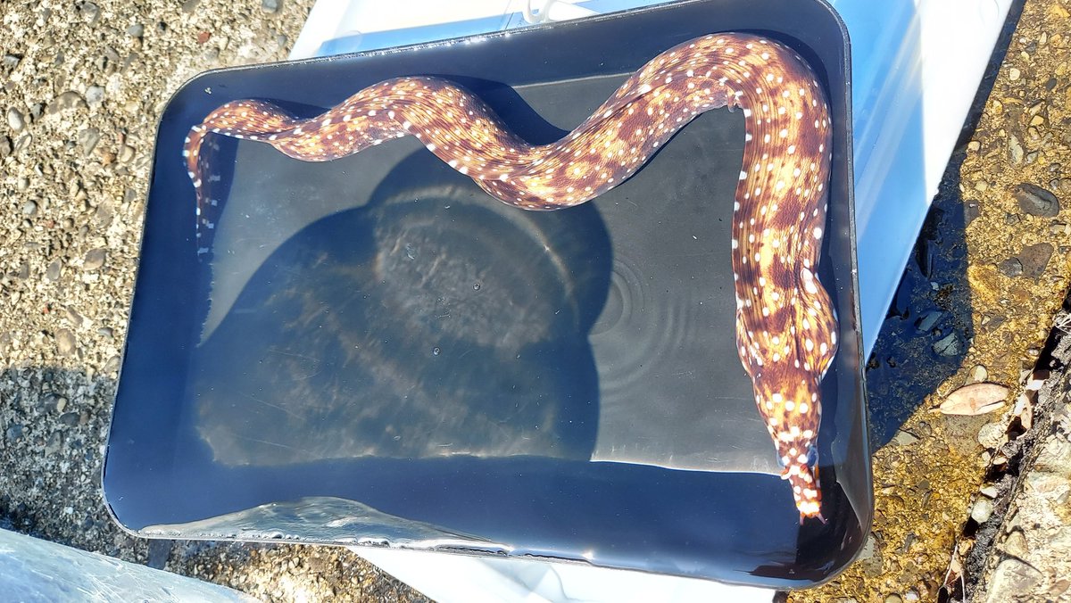 LEONOEL_RK's tweet photo. ちょこっと潜り
トラウツボそこそこええサイズ
サビウツボ取れんかったの悔しい https://t.co/Ypa0633MeW