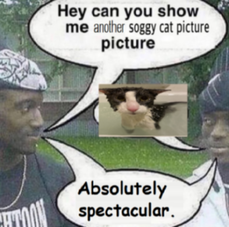 soggy cat tweet media