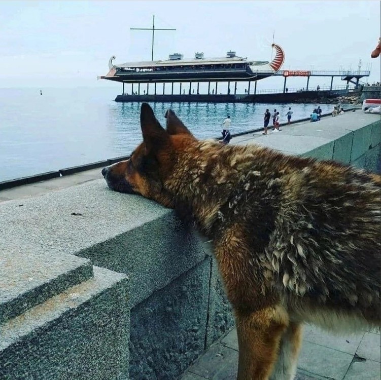 unaiwind's tweet photo. Murió Mukhtar, perrito que estuvo 12 años esperando todos los días a su gran amigo humano fallecido y era socorrista en una playa de Yalta.  
Mukhtar fue cuidado por los músicos callejeros del terraplén a los que acompañaba en la música.
Le recordarán con una escultura.
🐕💞💫 https://t.co/oUq3LsIlhd